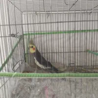 یک عدد عروس هلندی