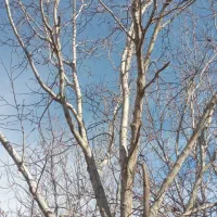 فروش بیست کیلو گردو‌فسنجونی و 15کیلو‌لوبیا قرمز