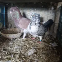 کبوتر|پرنده|سیمین شهر, |دیوار