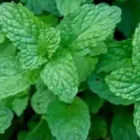 جزوه علوم کلاس هشتم
