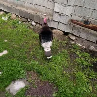 یک عدد بوقلمون نر