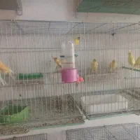 فروش 15 عدد جوجه قناری نیمه بالغ