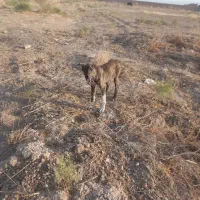 واگذاری سگ نگهبان