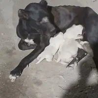 سک نگهبان