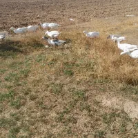 غاز|حیوانات مزرعه|شراء, |دیوار