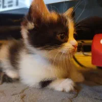 گربه میکس اسکاتیش و آنگورا|گربه|مبارکه, |دیوار