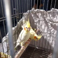 عروس هلندی|پرنده|شیراز, نیستان|دیوار