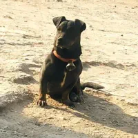 توله پیتبول|سگ|خمینی‌شهر, |دیوار