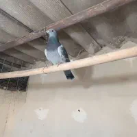 جان اردن|پرنده|شوش, |دیوار