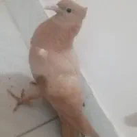 کفتر زرد کاکلی پاپر جوجه