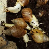 حلزون البینو افریقایی|خزنده|تهران, دربند|دیوار