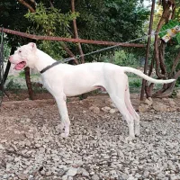 سگ داگو|سگ|ایلام, |دیوار