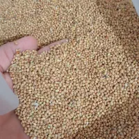 ارزن روس دانه درشت 55