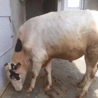 گاو گوساله گوشتی. قصابی