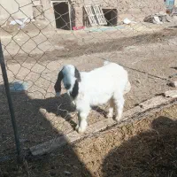 دو عدد بزغاله نروماده|حیوانات مزرعه|تبریز, |دیوار