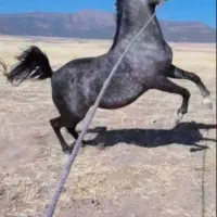 مادیان کرد|اسب و تجهیزات اسب‌سواری|صحنه, |دیوار