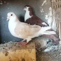 کفتر ماده