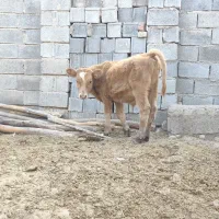 باسلام فروش گوساله