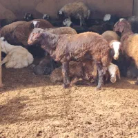 بره نر افشار درجه یک  چاق سرکی 50تا70کیلو