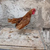 دوعدد خروس سبرایت گلد پولکی خوشگل