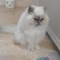 گربه خانگی|گربه|کرمانشاه, |دیوار