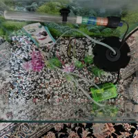 آکواریوم|ماهی|تهران, خزانه|دیوار