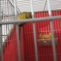 قناری زیبا|پرنده|نیشابور, هفده شهریور|دیوار