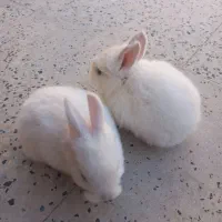 تعدادی بچه خرگوش نیم لوپ و لوپ