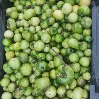 گوجه کال و لوبیا
