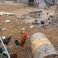 خروس|حیوانات مزرعه|سرپل ذهاب, |دیوار