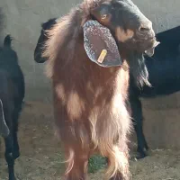 تکشاد نژادی|حیوانات مزرعه|تیمور آباد, |دیوار