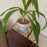 گل اپارتمانی