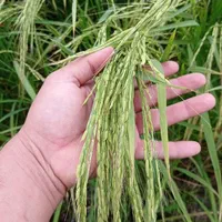 فروش زمین شالیزاری