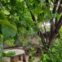 شراکت باغ در صحنه