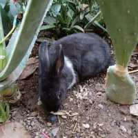 خرگوش|موش و خرگوش|نیشابور, امین اسلامی|دیوار