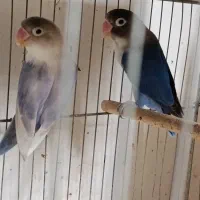 کوتوله برزیلی آبی خوش رنگ