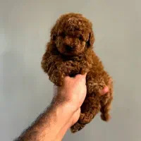 توی پودل و پامر و شیتزو