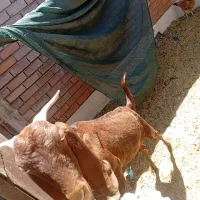 فروش بز پاکستانی