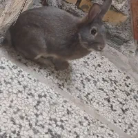 خرگوش