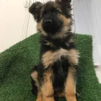 توله ژرمن شپرد شولاین به صورت چکی