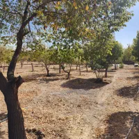 ۹۵۰مترباغ بامجوزساخت سنددارشهرک طوبی کردان کوهسار|فروش زمین و ملک کلنگی|کوهسار (البرز), |دیوار