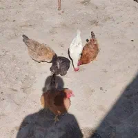 مرغ|حیوانات مزرعه|تاکستان, |دیوار