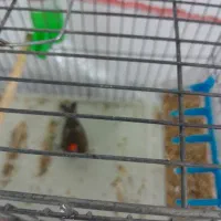 قناره ، سهره