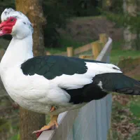 جوجه اردک