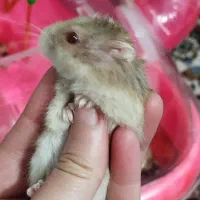 همستر سوری همراه با جزیره|موش و خرگوش|تهران, خاک سفید|دیوار