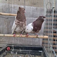 کبوتر سرور و رنگی