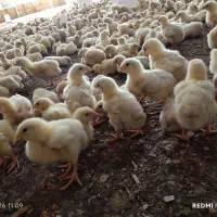 جوجه گوشتی6 روزه نژاد راس