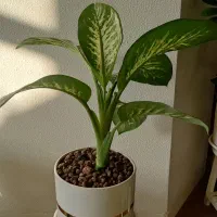 گلهای زیبا برای روز مادر که ماندنی باشه