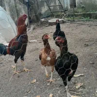 تخم مرغ لاری افغان ترک