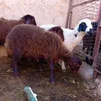 بره نر همو